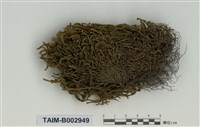 藏品(鼠尾苔屬)的圖片